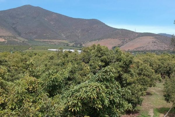 میوه آووکادو پرورشی در کشور شیلی