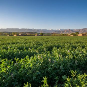 مزرعه یونجه