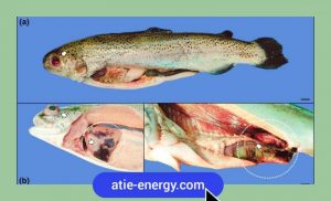 علائم بدن ماهی با کمبود اکسیژن