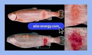 علائم کمبود اکسیژن در ماهی