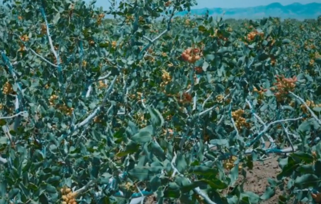 باغ پسته ابیاری شده با اب شور