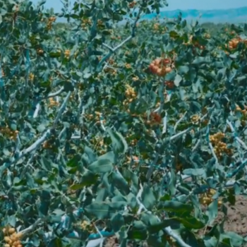 باغ پسته ابیاری شده با اب شور