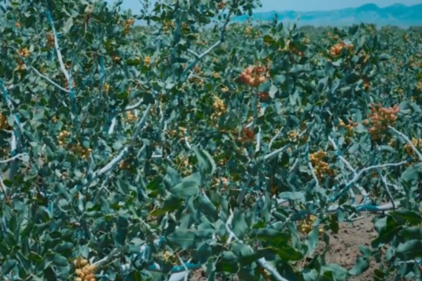 باغ پسته ابیاری شده با اب شور