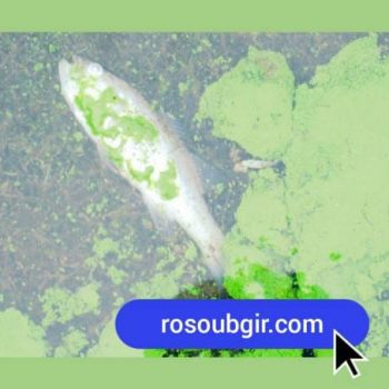 جلبک استخر پرورش ماهی