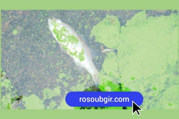 جلبک استخر پرورش ماهی