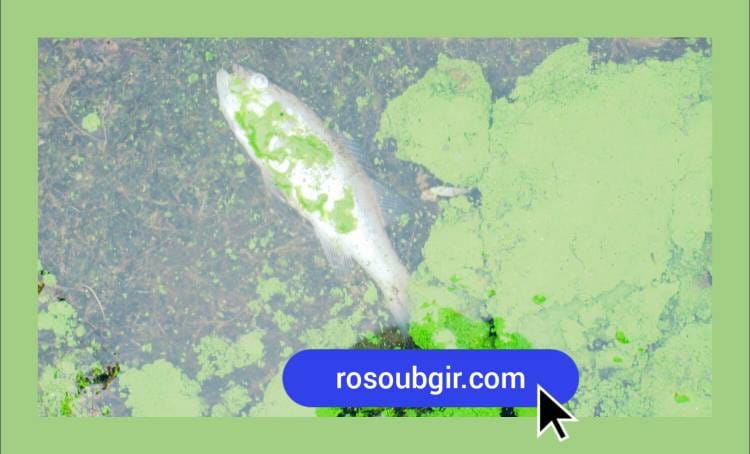 جلبک استخر پرورش ماهی