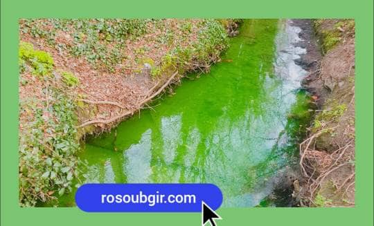 جلبک کشاورزی