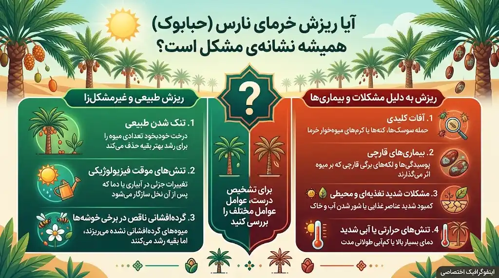 آیا ریزش خرمای نارس همیشه نشانه مشکل است؟