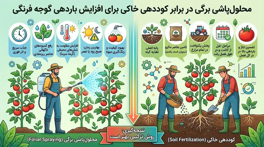 آیا محلول‌پاشی برای افزایش باردهی گوجه بهتر است یا کوددهی خاکی؟