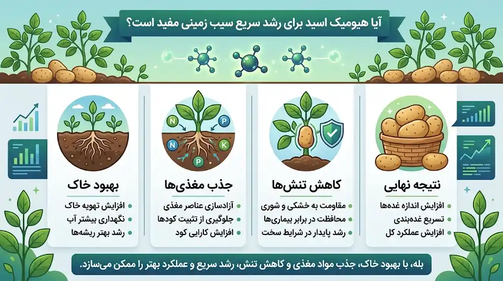 آیا هیومیک اسید برای رشد سریع سیب زمینی مفید است؟