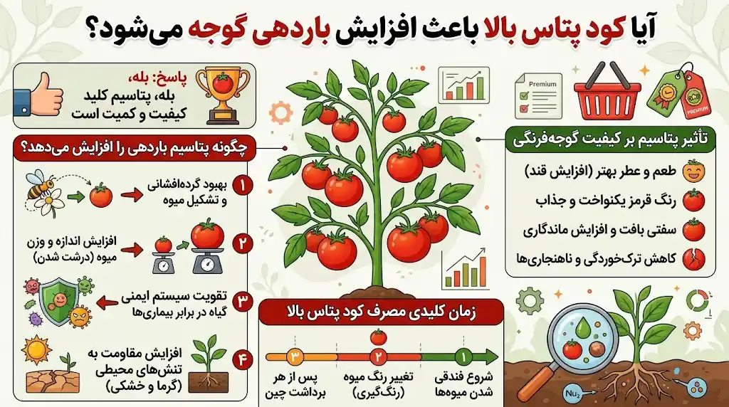 آیا کود پتاس بالا باعث افزایش باردهی گوجه می‌شود؟