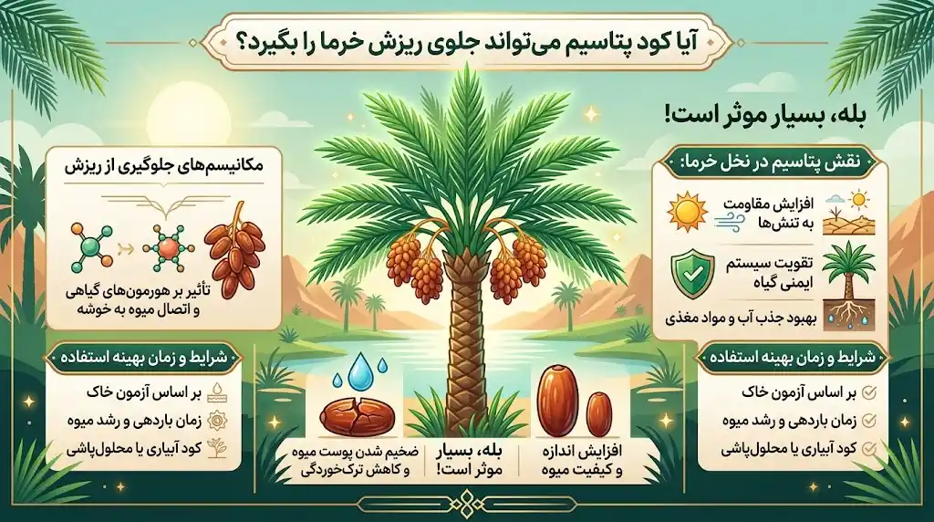 آیا کود پتاسیم می‌تواند جلوی ریزش خرما را بگیرد؟