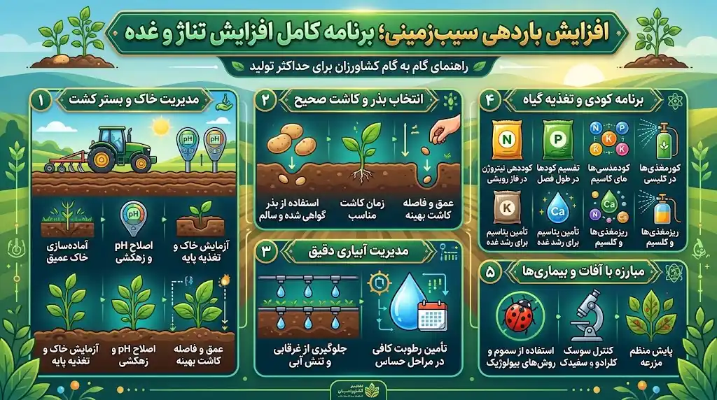 افزایش باردهی سیب‌زمینی؛ برنامه کامل افزایش تناژ و غده