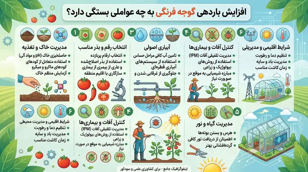 افزایش باردهی گوجه فرنگی به چه عواملی بستگی دارد؟