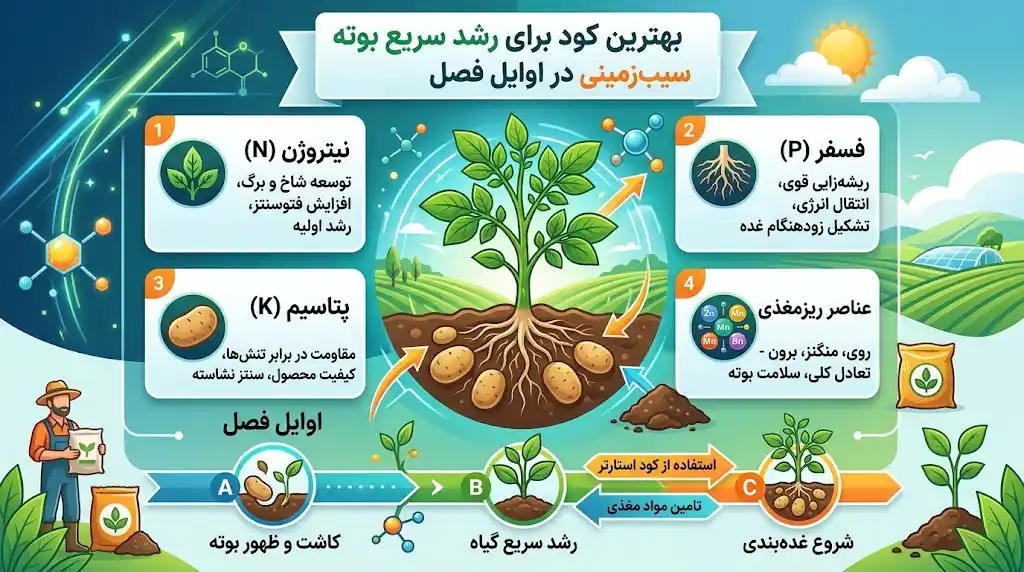 بهترین کود برای رشد سریع بوته سیب زمینی در اوایل فصل