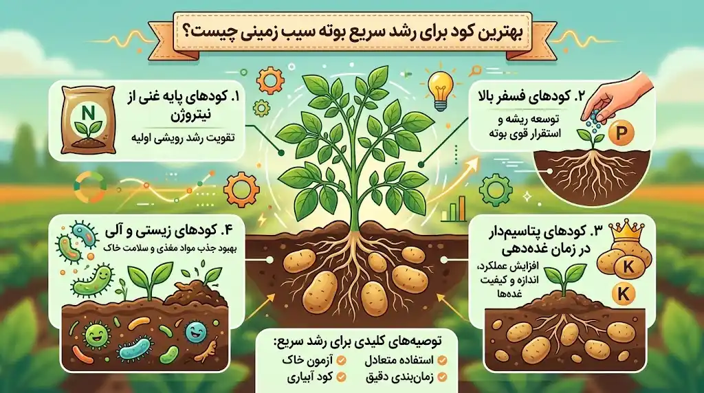 بهترین کود برای رشد سریع بوته سیب زمینی چیست؟