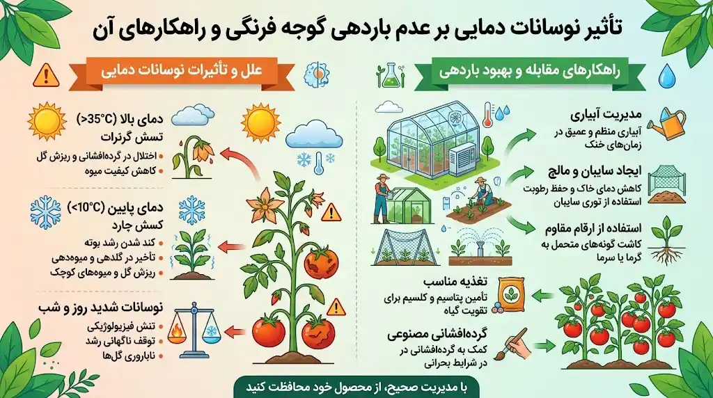 تأثیر نوسانات دمایی بر عدم باردهی گوجه | راهکارها