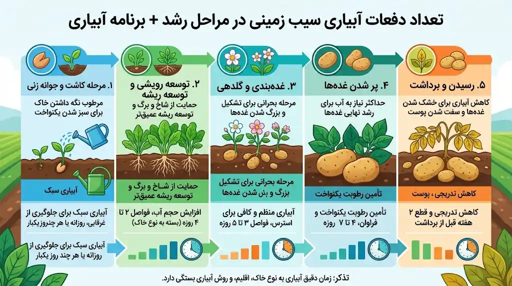تعداد دفعات آبیاری سیب زمینی در مراحل رشد + برنامه آبیاری