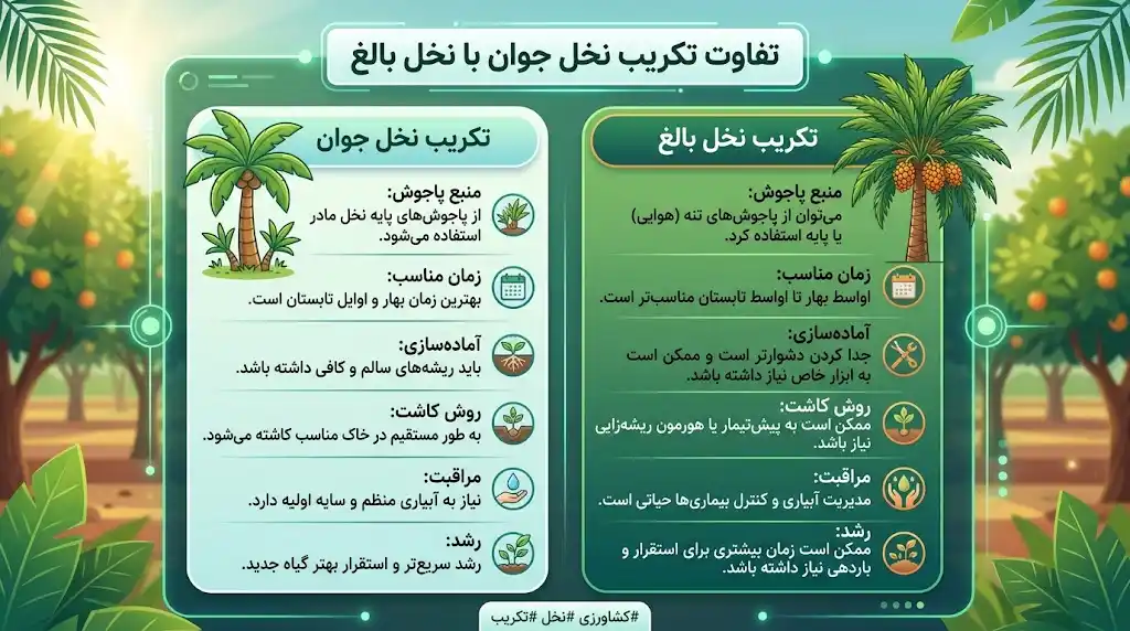 تکریب نخل جوان با نخل بالغ چه تفاوتی دارد؟