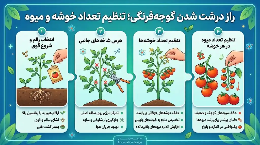 راز درشت شدن گوجه‌فرنگی؛ تنظیم تعداد خوشه و میوه