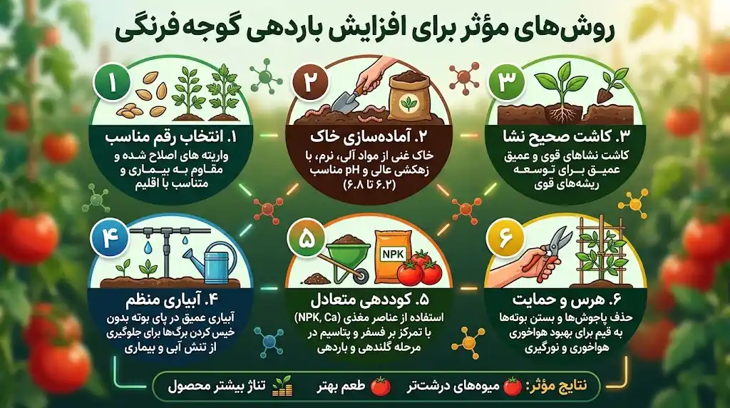 روش مؤثر برای افزایش باردهی گوجه
