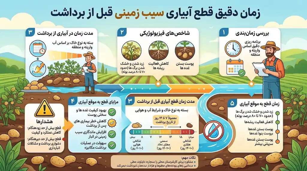 زمان دقیق قطع آبیاری سیب زمینی قبل از برداشت