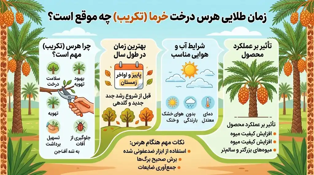 زمان طلایی هرس درخت خرما (تکریب) چه موقع است؟
