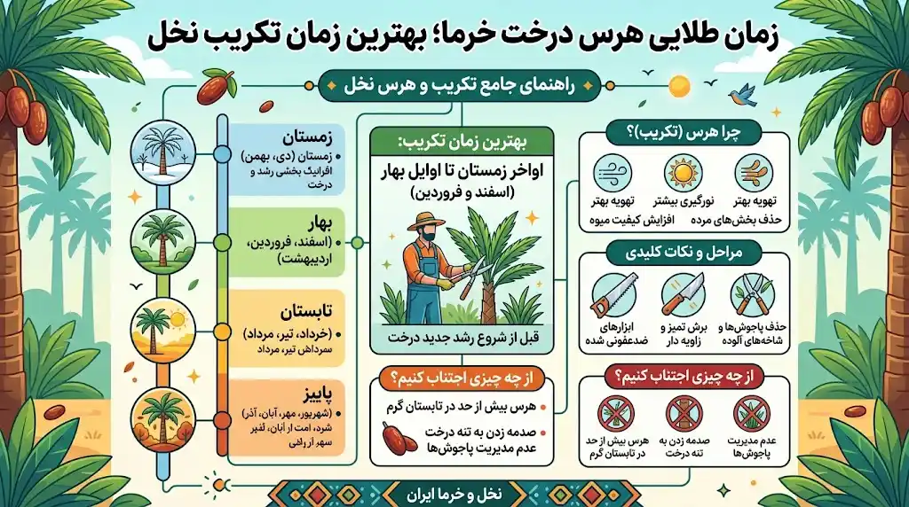 زمان طلایی هرس درخت خرما؛ بهترین زمان تکریب نخل