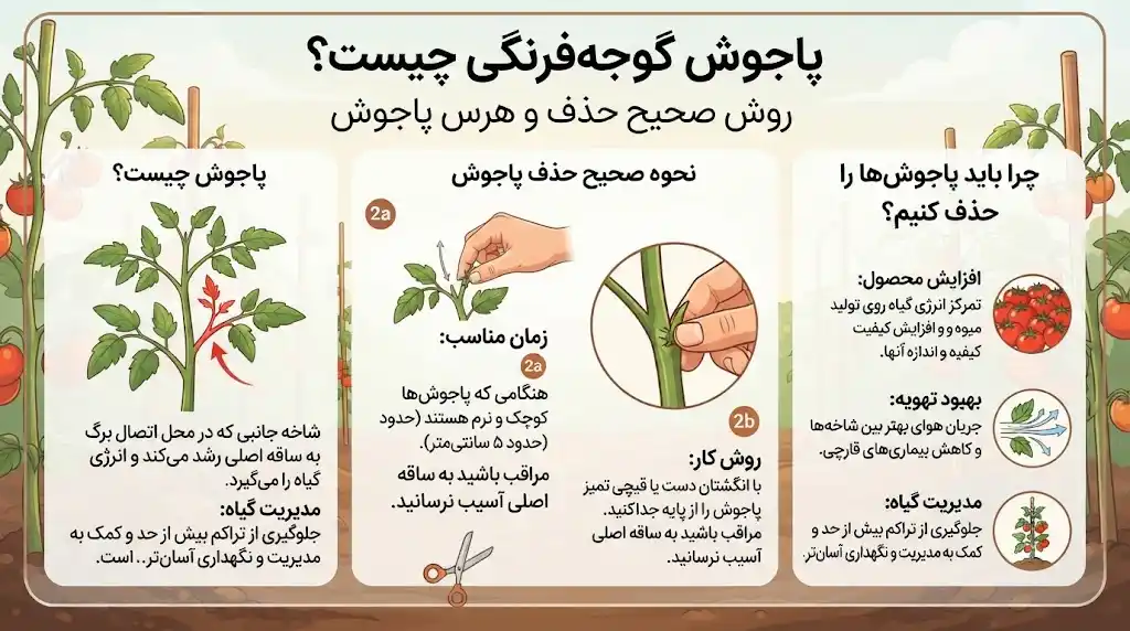 پاجوش گوجه‌فرنگی چیست؟ روش صحیح حذف و هرس پاجوش