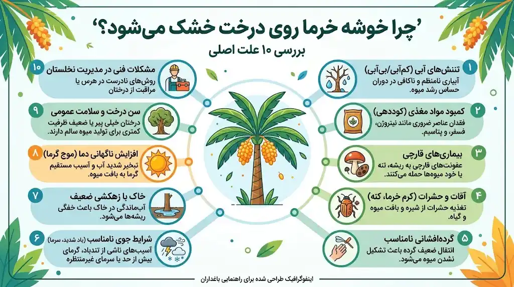 چرا خوشه خرما روی درخت خشک می‌شود؟ بررسی ۱۰ علت اصلی