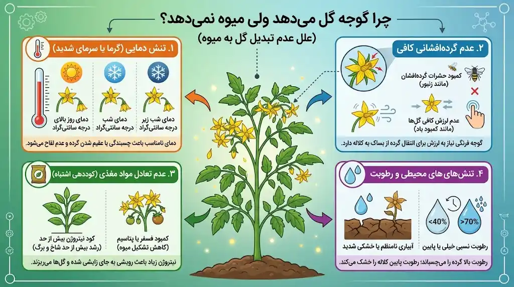 چرا گوجه گل می‌دهد ولی میوه نمی‌دهد؟