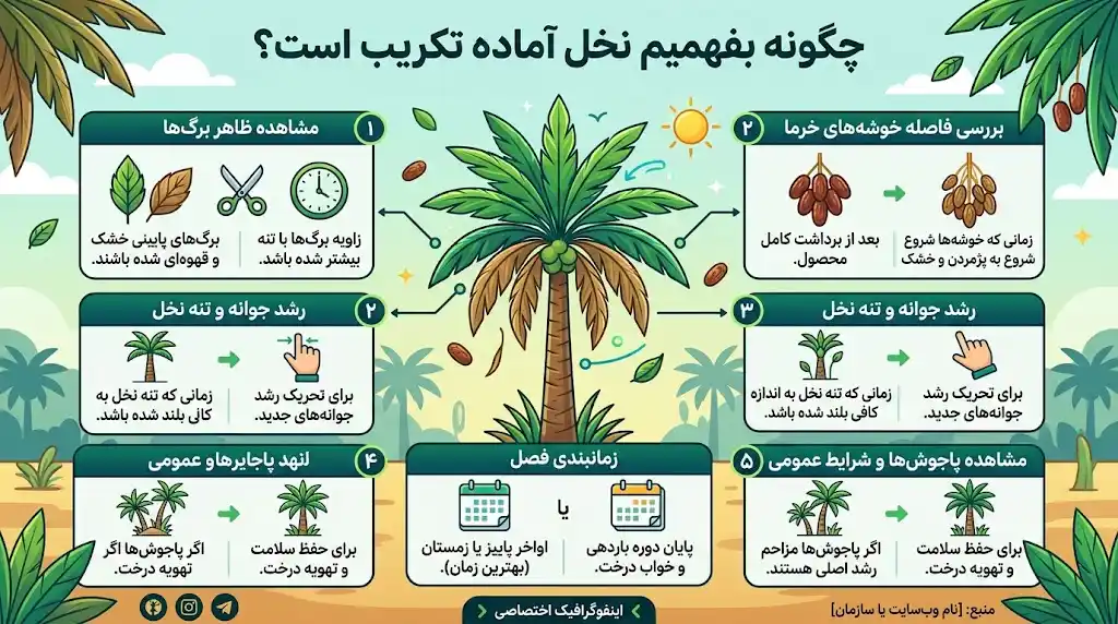 چگونه بفهمیم نخل آماده تکریب است؟