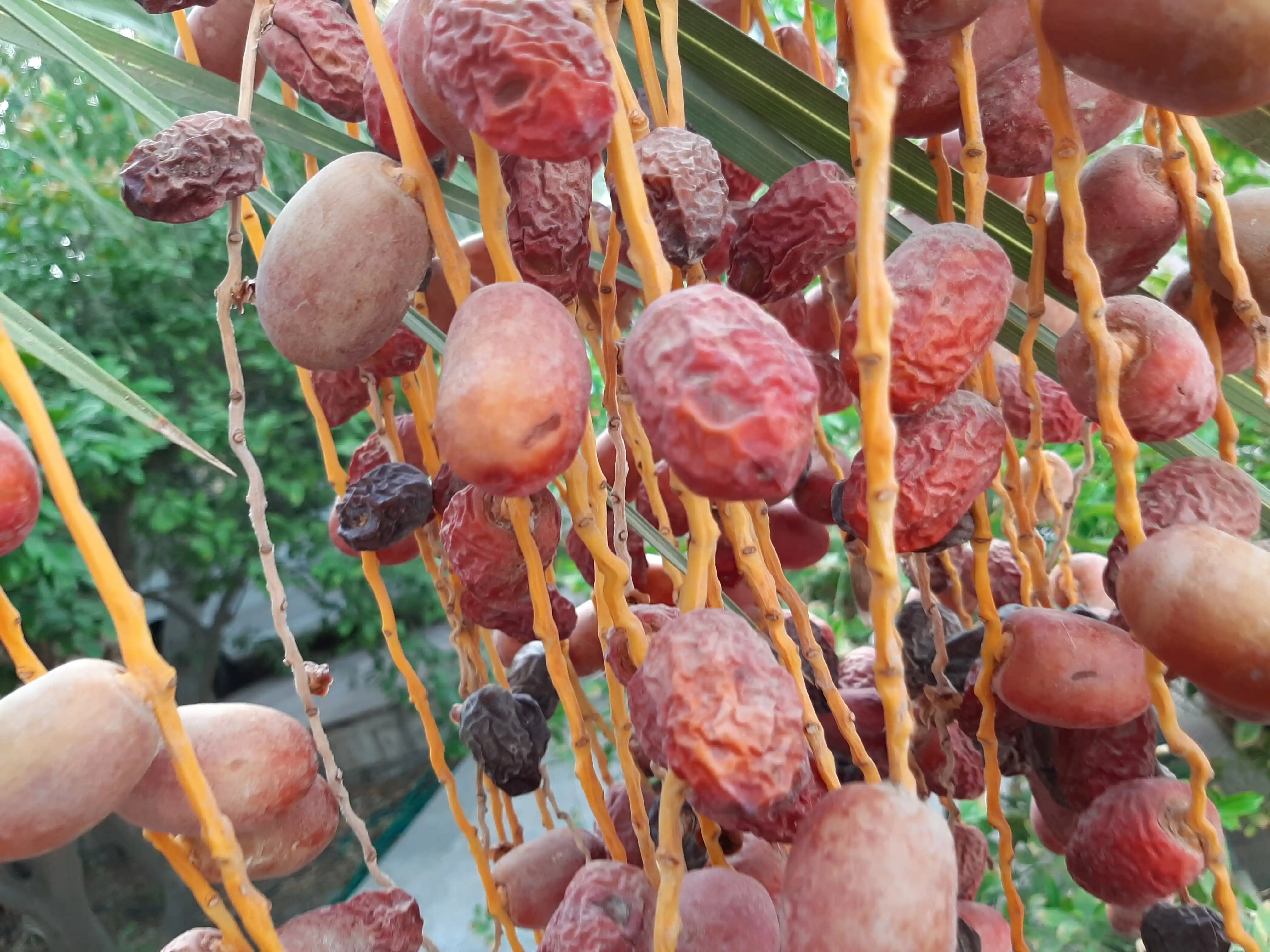 نخلی که باردهی مناسب نداشته